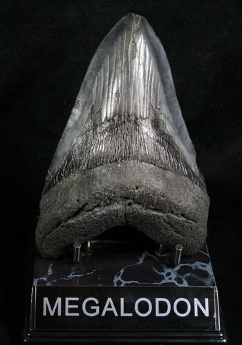 Inch SC Megalodon Tooth #4639